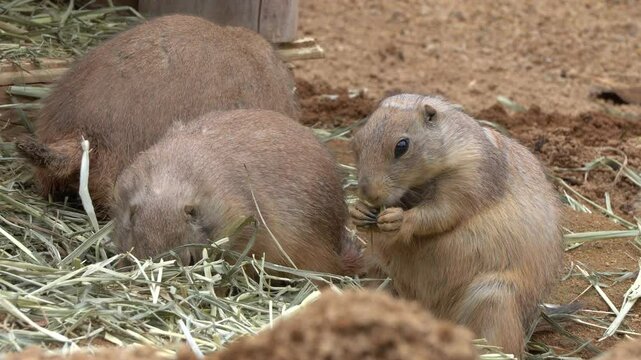 Black-tailed prairie dog