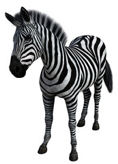 Zebra standing isolated. High resolution 3d render on a transparent background. No AI used