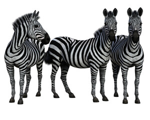Fototapeta premium A group of three zebras standing isolated. High resolution 3d render on a transparent background. No AI used