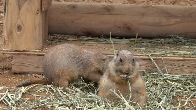 Black-tailed prairie dog
