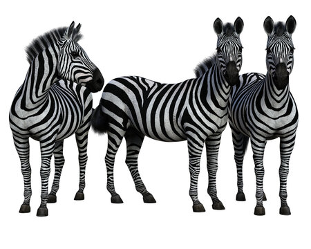 A group of three zebras standing isolated. High resolution 3d render on a transparent background. No AI used