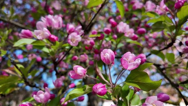 Romantic spring scene: Blooming crabapple tree in Menden Sauerland