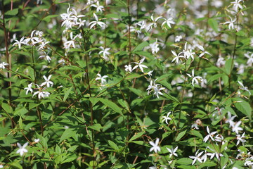 Fototapeta premium Gillenia trifoliata. Bowman´s root or Indian physic white flowers.