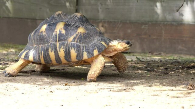 Radiated Tortoise, Astrochelys radiata