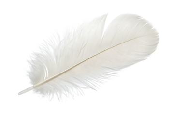  white feather  isolated on white background PNG