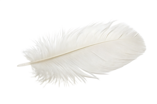  white feather  isolated on white background PNG