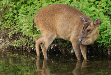 A female Muntjac Deer, Muntiacus reevesi, feeding at the edge of a lake.
