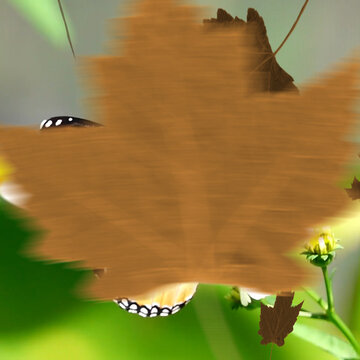 Leaves 2 Styles Square Transitions 1 MOGRT 432