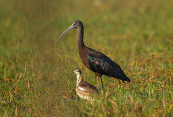 Glossy Ibis in chilka bird sanctuary in odisha in india 