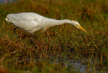 great white egret in chilka lake in odisha India