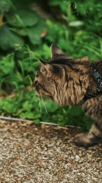 Brown tabby cat is walking with a leash in the forest. park, garden, domestic cat during the outdoor walk.