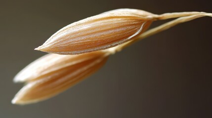 Two tan wheat husks displaying detailed structure against dark background