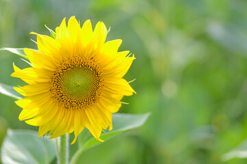 Kwitnący słonecznik na polu w słońcu