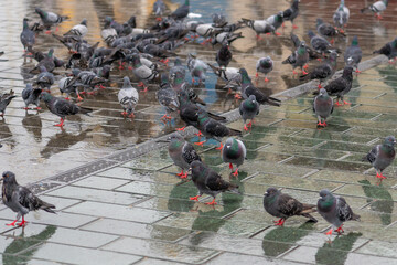 A flock of pigeons on a rainy pavement