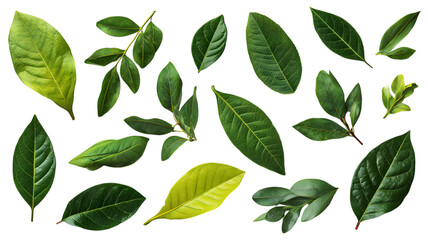 Assortment of green leaves on a black background ideal for botanical studies and nature focused designs and projects.
