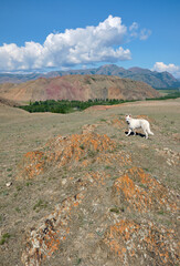 White Swiss Shepherd Dog or Berger Blanc Suisse walking in Altai highlands.