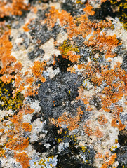 Close-up macro photo of Lichens on stone in Altai natural environment.