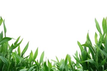 Lush green wheat crops forming a vibrant border frame against a clean white background highlighting agricultural beauty