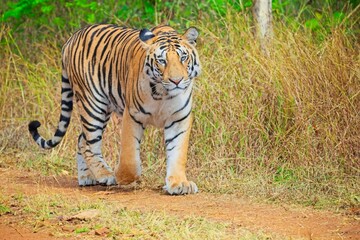 Majestic gaze of a  Royal Bengal Tiger