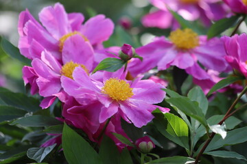 Pink peonies flower bloom in garden. Close up.
