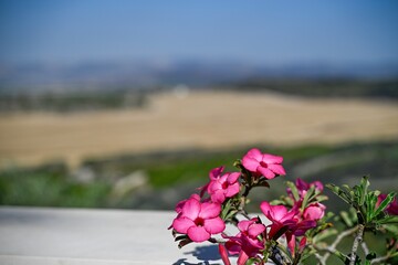 High resolution color image of Israeli landscape during the summer season