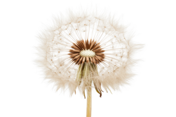 Dandelion fluffy flower isolated on white background showcasing delicate seeds ready for dispersal to new locations
