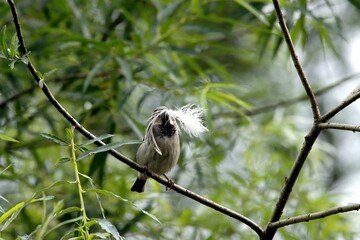 oiseau