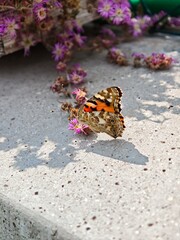 butterfly on a flower