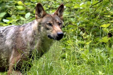 Fototapeta premium loup