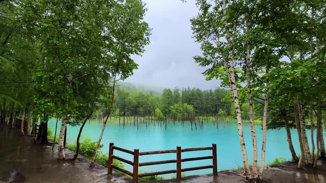 Misty morning view of Biei Blue Pond with turquoise water and forest backdrop