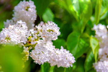 Inflorescence of a white lilac against a blue sky
