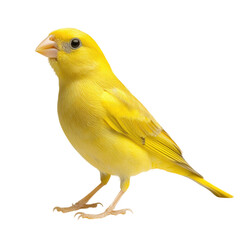Yellow Canary Serinus Canaria on isolated transparent cutout PNG Background