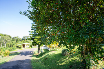 Coffee plantation in Costa Rica