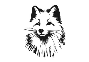 Arctic Fox hand drawn vector illustration
