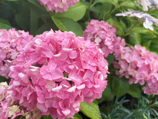 Fototapeta premium Bright pink hydrangea flowers blooming vividly among rich green leaves.