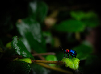 Fototapeta premium blue lady bug on leafs