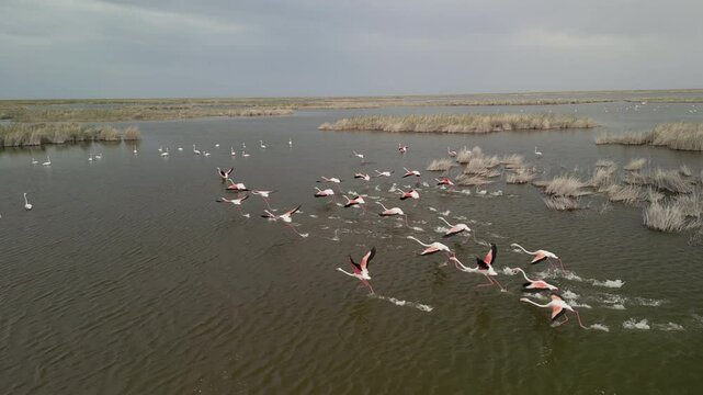 Aerial view slow motion of flamingos in slow motion over lake, Karakalpakstan