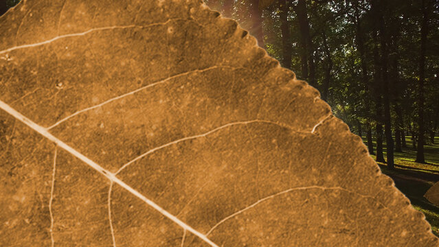 Leaves 2 Styles Horizontal Transitions 3 MOGRT 436