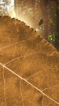 Leaves 2 Styles Vertical Transitions 3 MOGRT 437