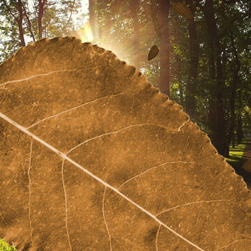 Leaves 2 Styles Square Transitions 3 MOGRT 438