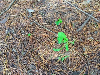 初夏のヒマラヤスギの落葉のある地面から生える若草