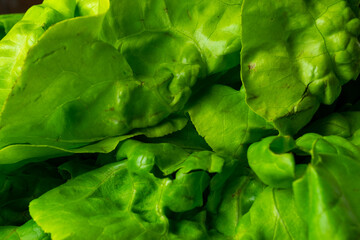 Lettuce close up photo