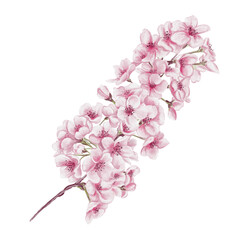 Fototapeta premium Branch with cherry blossoms. Small pink flowers. Spring blossom. Sakura blossoms. Watercolor illustration without background. Hand drawing. Cherry blossom festival.