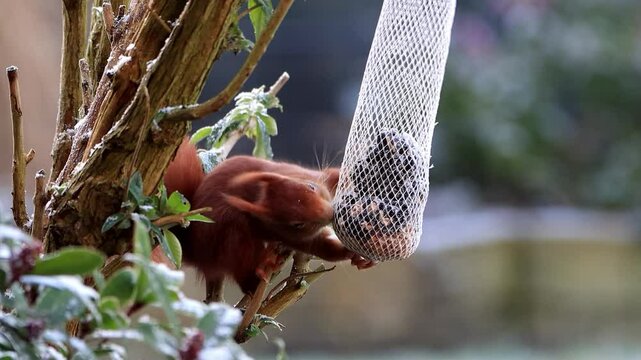 close up red squirrel eats fat bird seed with nuts
