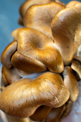 Close-Up of Brown Oyster Mushrooms