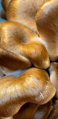 Close-Up of Brown Oyster Mushrooms