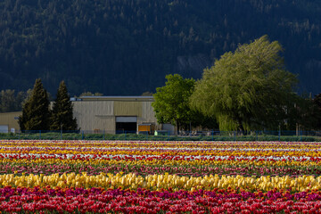 The hangar stands on the edge of a tulip field against the backdrop of a hill with green trees.