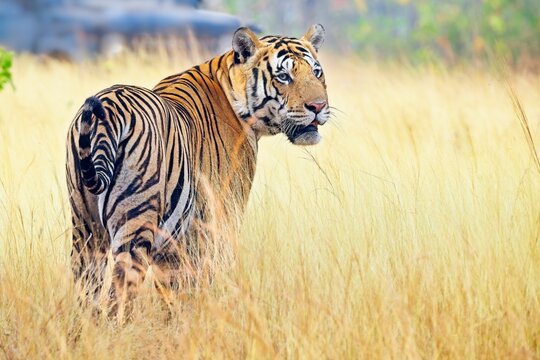 A majestic Royal Bengal Tiger in a golden grassland
