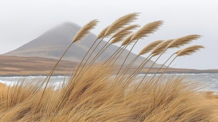 Wild Grasses on Scottish Isle with Mountain in Background Moody Sky