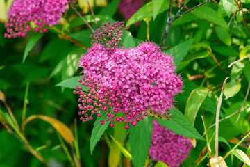 Close-up photo of a pink Meadowsweet(Spiraea japonica) flower in full bloom in early summer